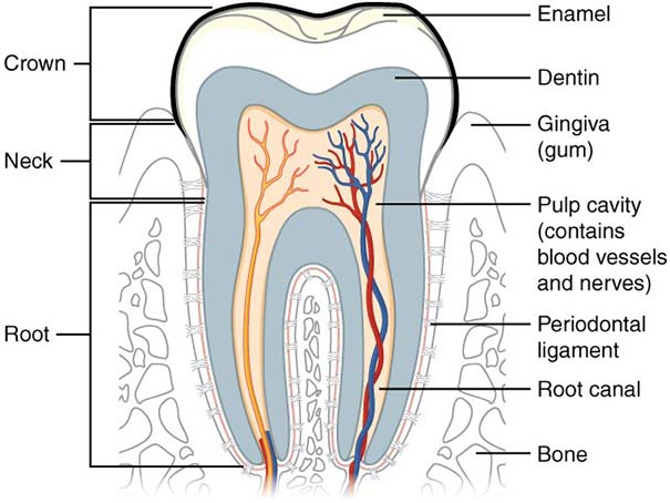 Tooth_cross_section
